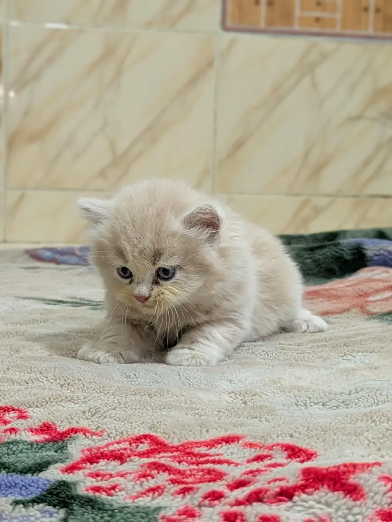 Premium Persian Kittens Available For Sale  — photo 11