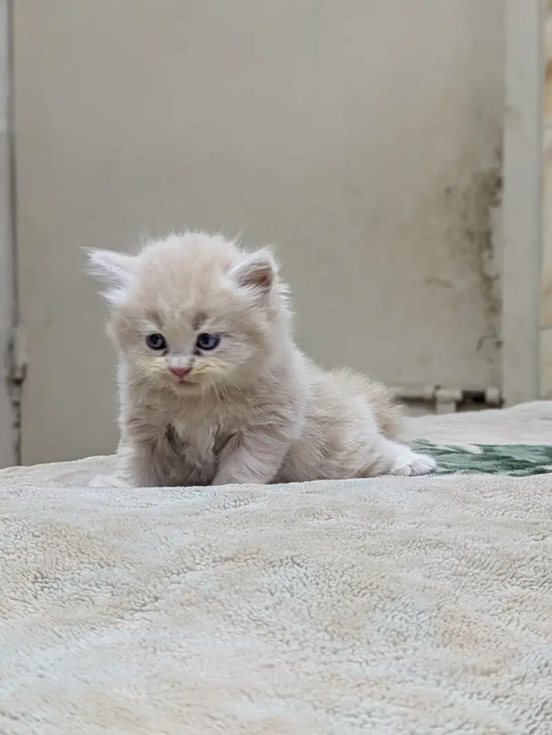 Premium Persian Kittens Available For Sale  — photo 12