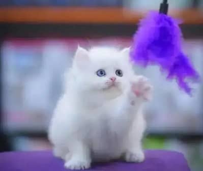 Persian cat for sale 2 month age available