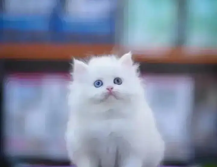 Persian cat for sale 2 month age available — photo 2