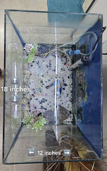 aquarium fish