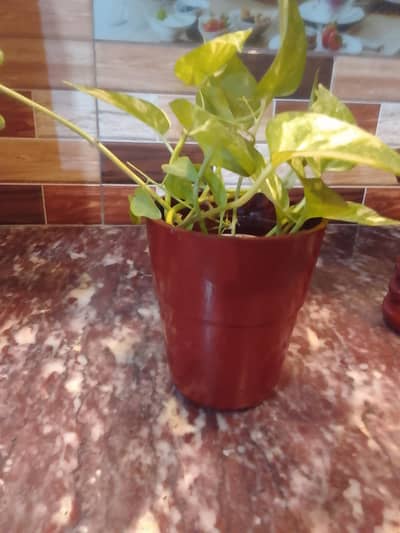 Pot Decor | Planter |