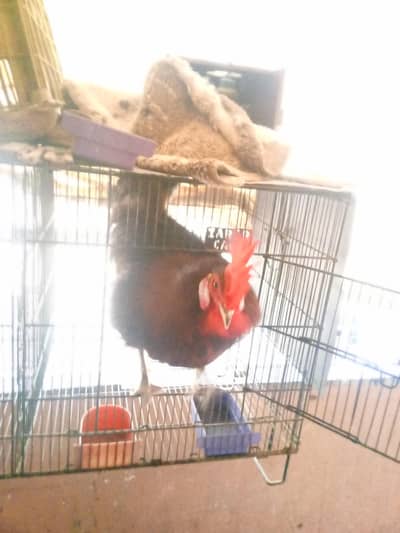 misri hens pair