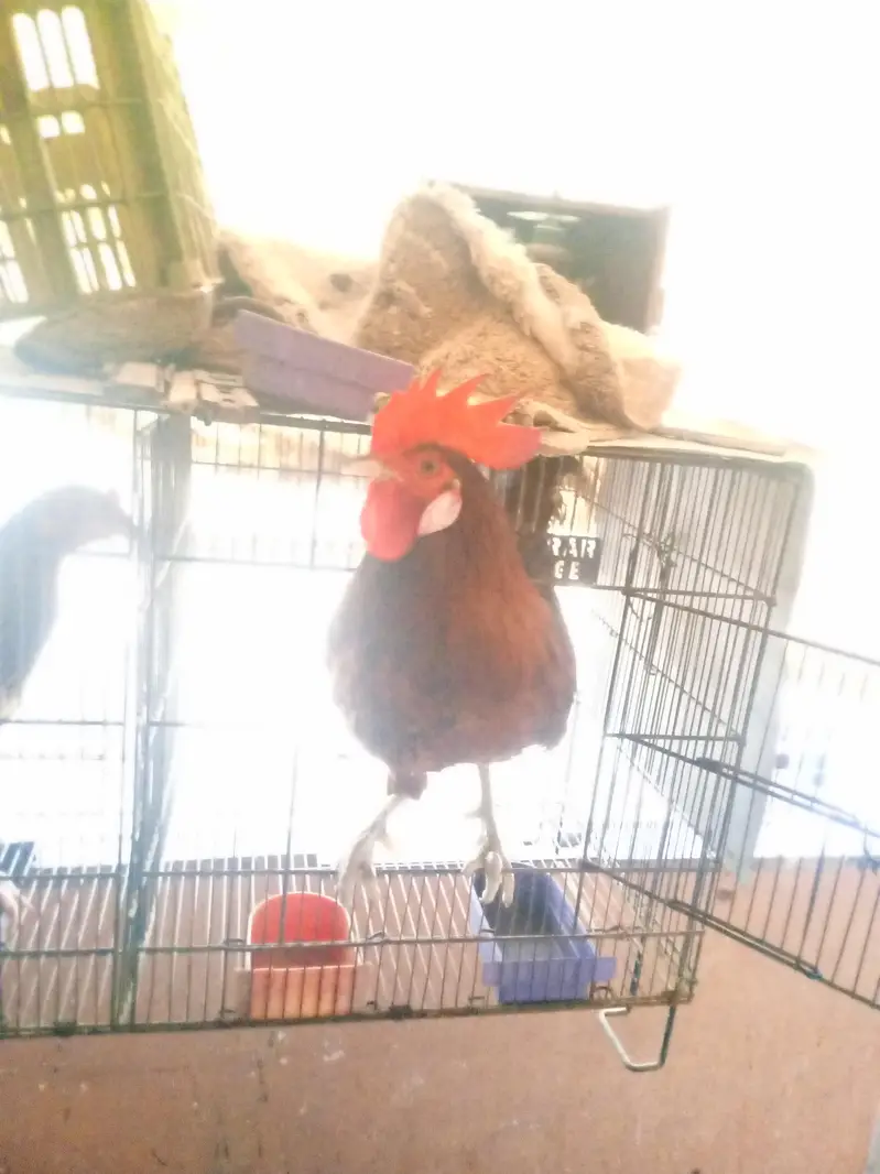 misri hens pair — photo 2