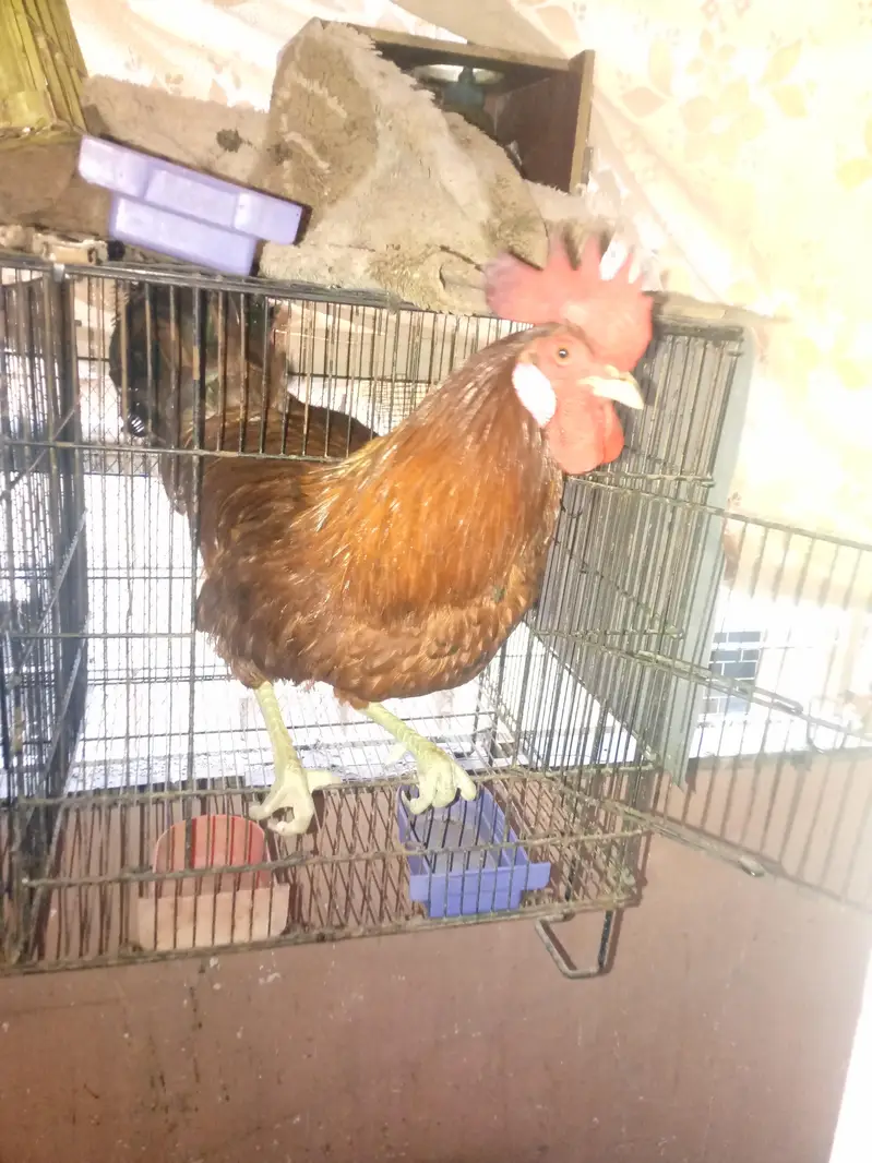 misri hens pair — photo 3