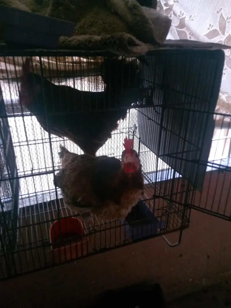 misri hens pair — photo 4