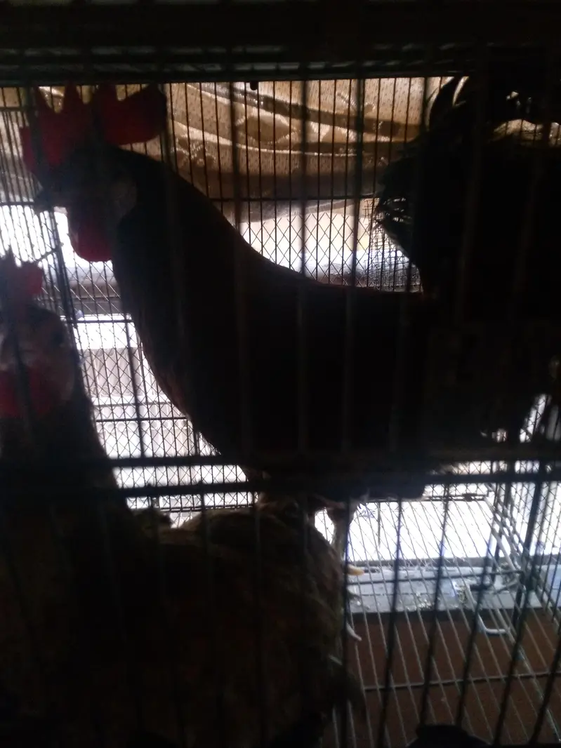 misri hens pair — photo 5