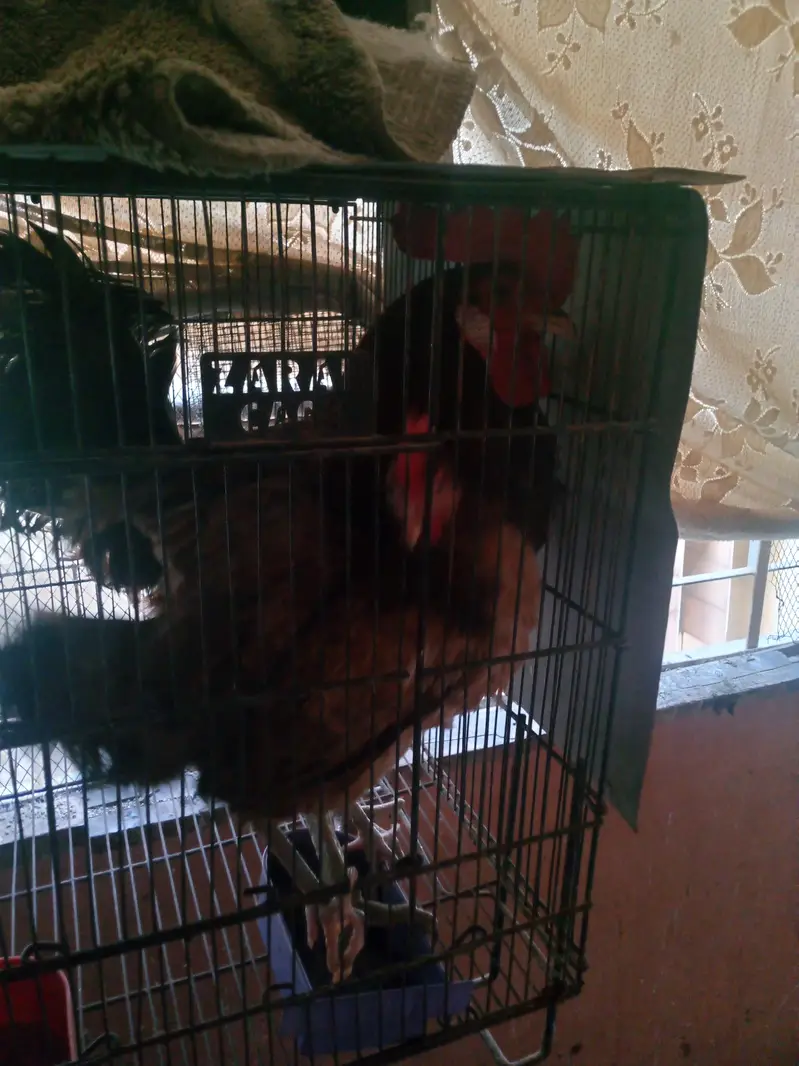 misri hens pair — photo 6