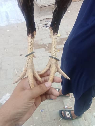 aseel patta