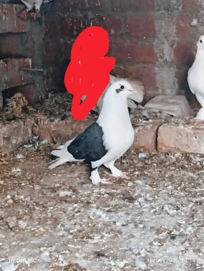 All pigeon sell