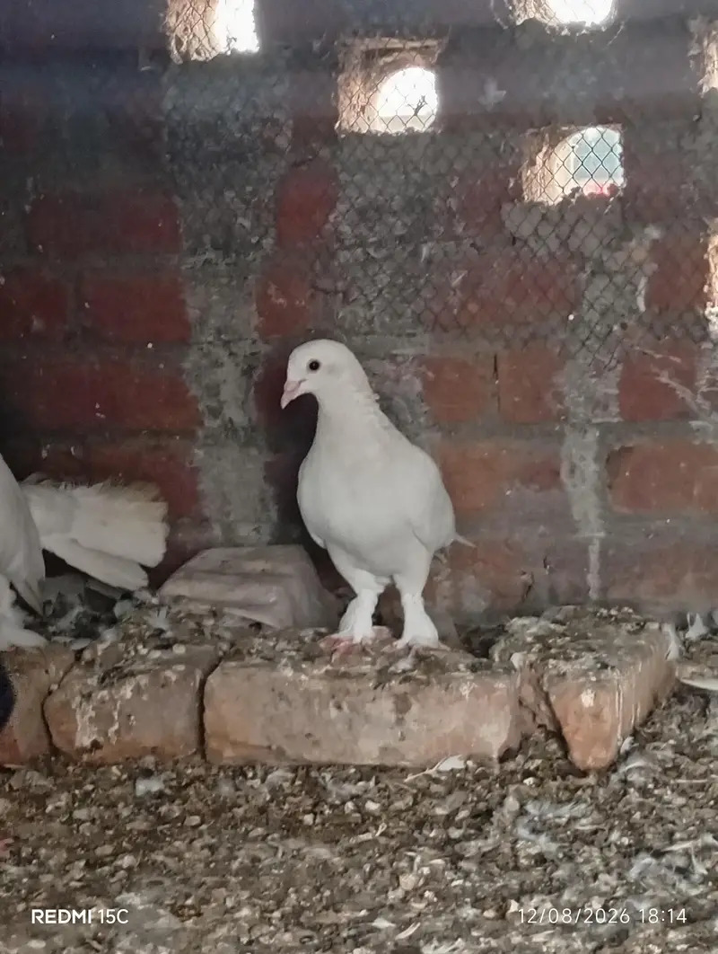 All pigeon sell 1piece 500 — photo 2