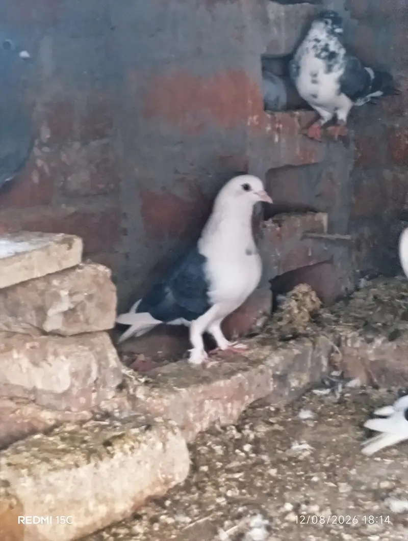 All pigeon sell 1piece 500 — photo 3