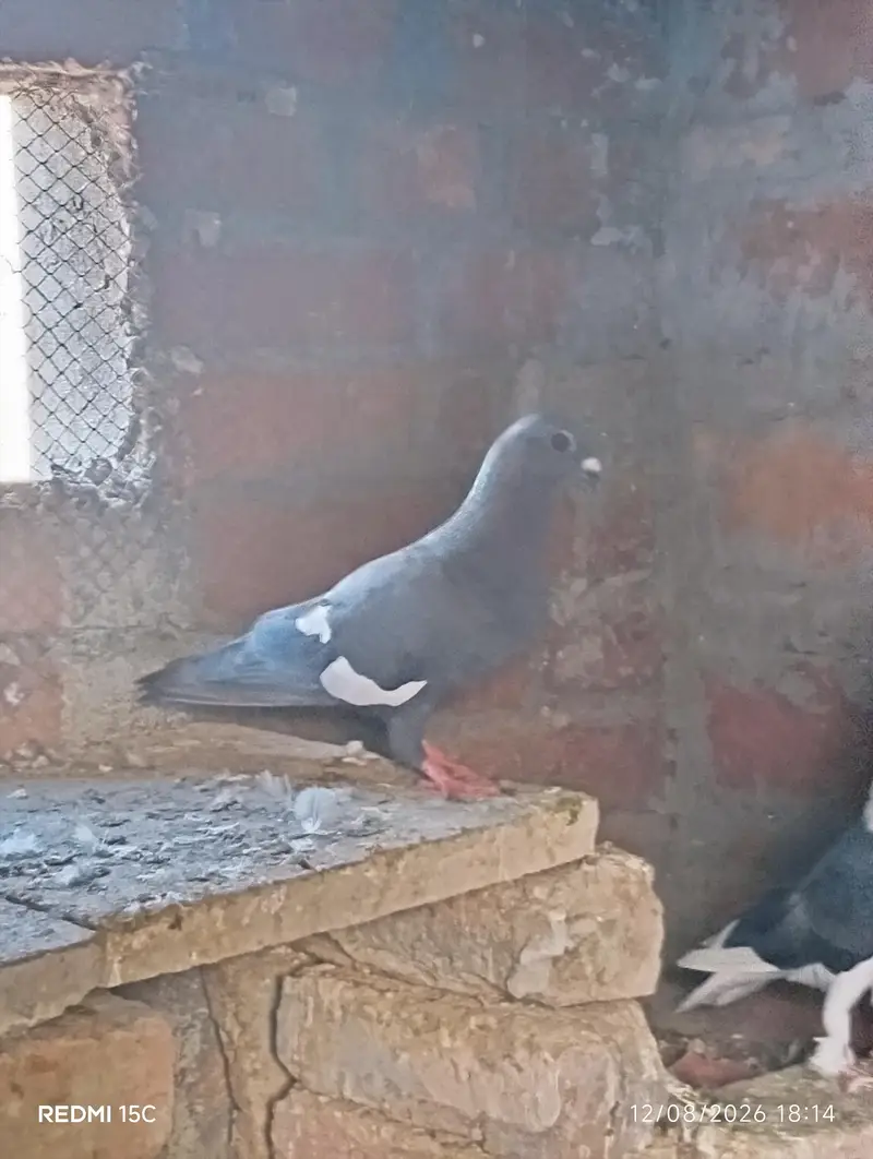 All pigeon sell 1piece 500 — photo 4