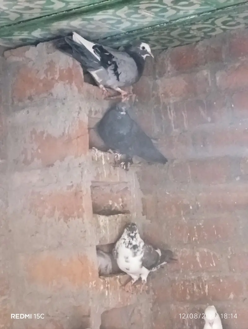 All pigeon sell 1piece 500 — photo 5