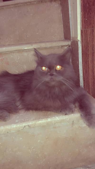 selling cat
