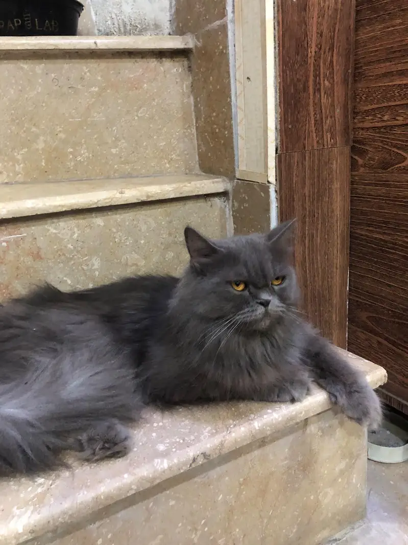 selling cat — photo 2