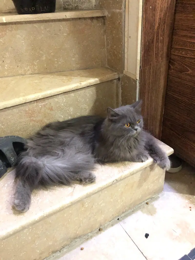 selling cat — photo 3