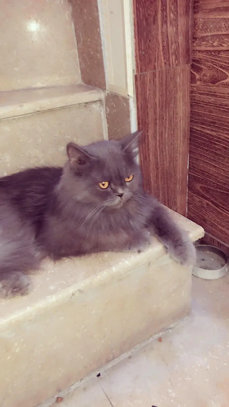 selling cat — photo 4