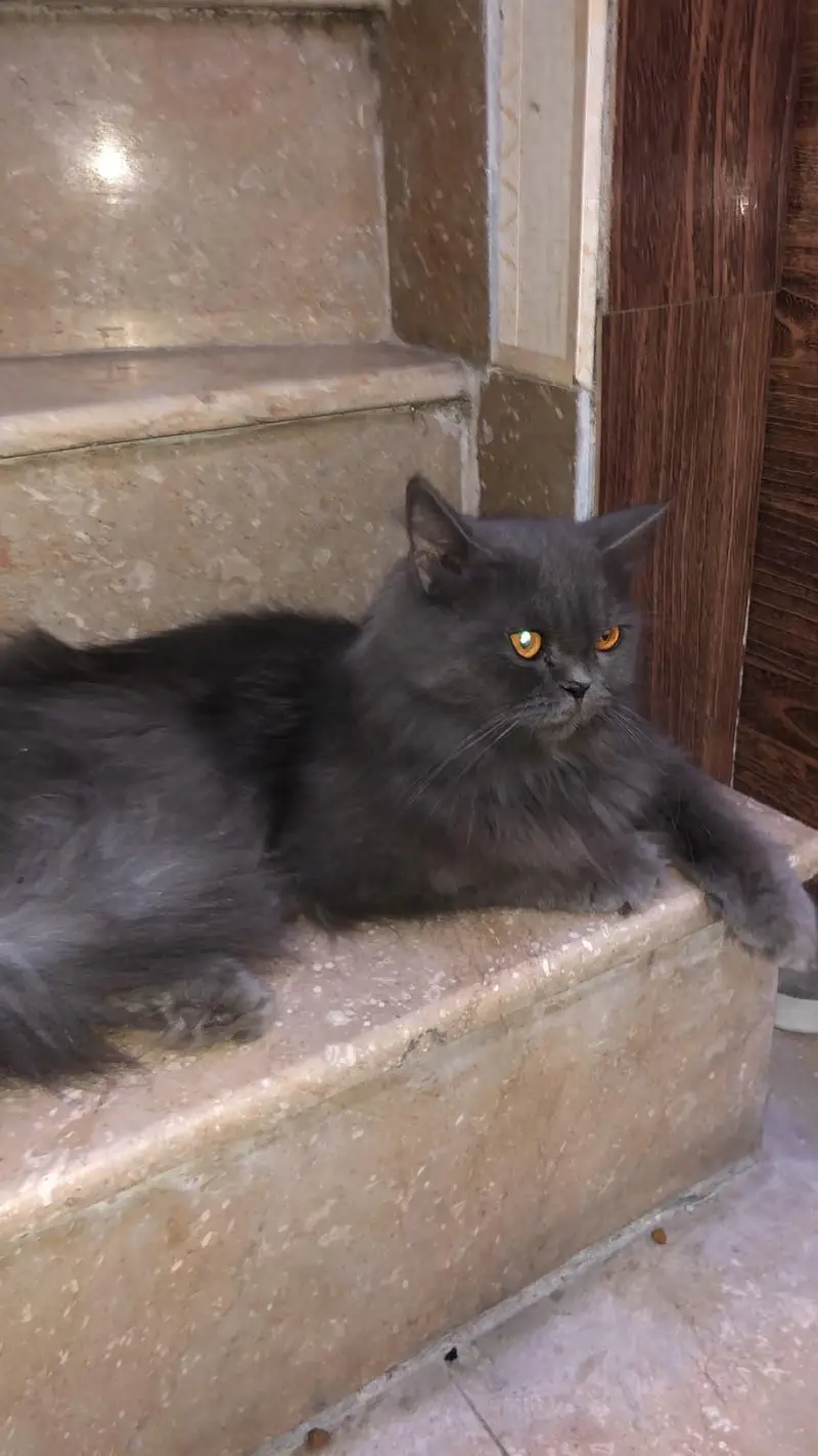 selling cat — photo 5