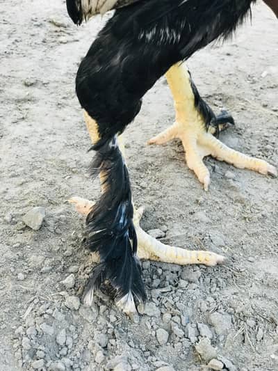 Aseel+bantam breed