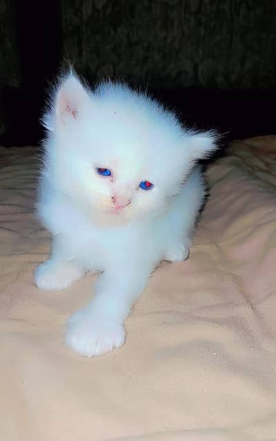 little cate very beautiful fore sale
