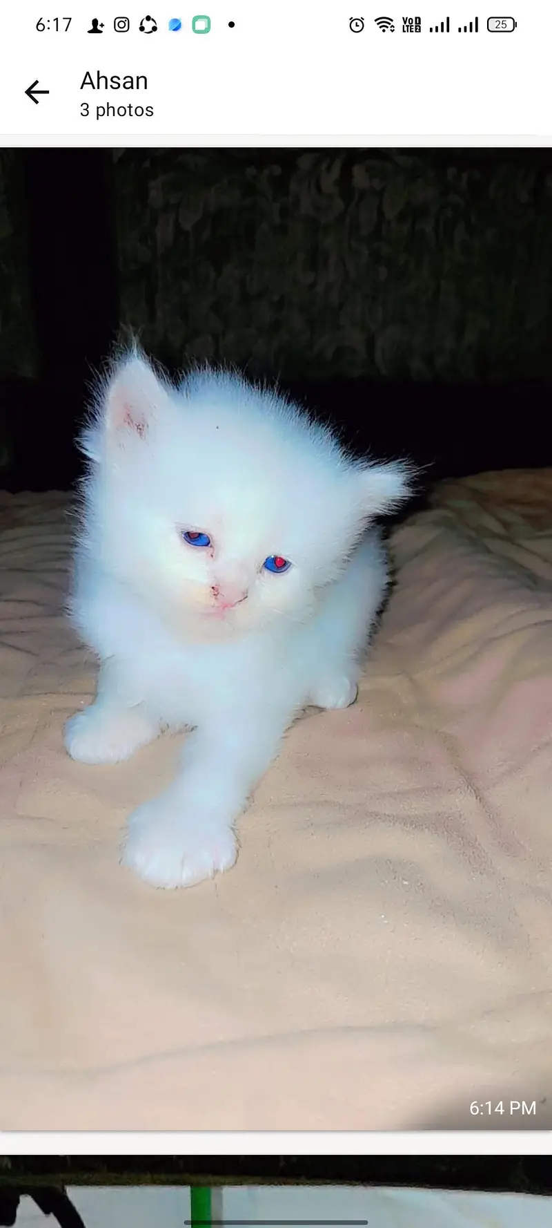 little cate very beautiful fore sale — photo 2