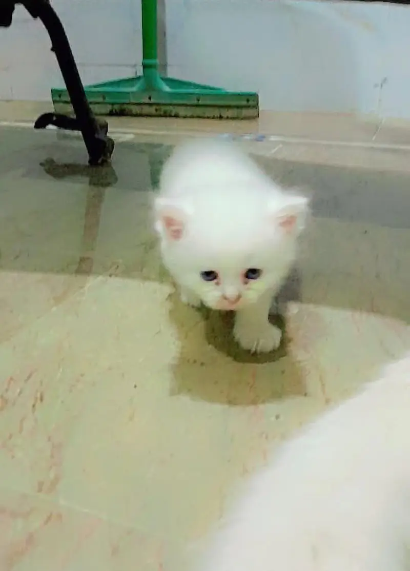 little cate very beautiful fore sale — photo 3
