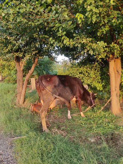 cow milk fresh 10 kg