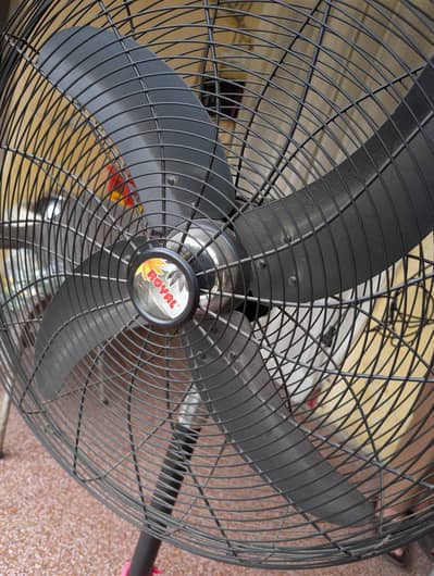 Royal Fan