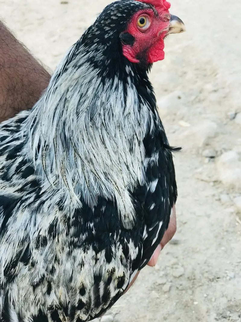 Aseel+bantam breed — photo 2