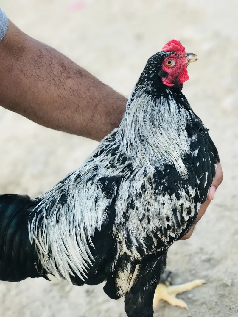 Aseel+bantam breed — photo 3