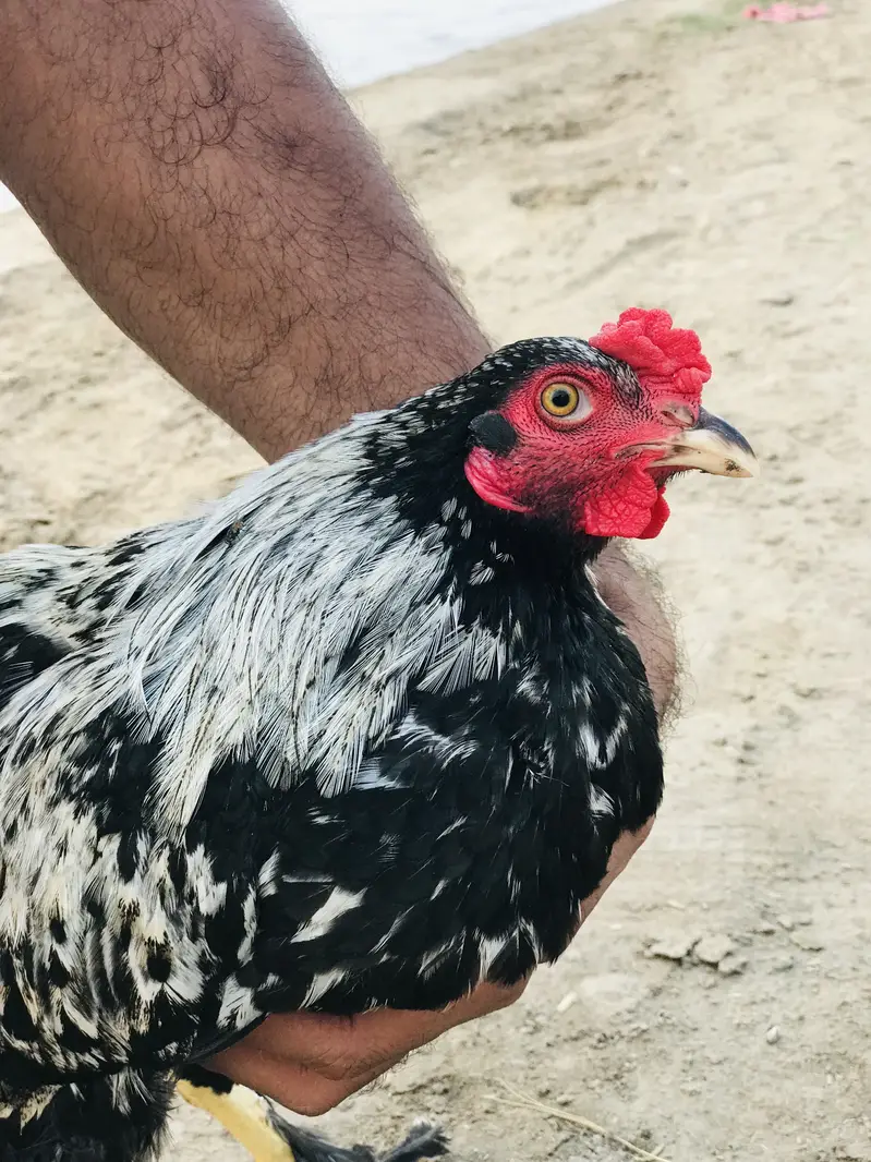 Aseel+bantam breed — photo 4