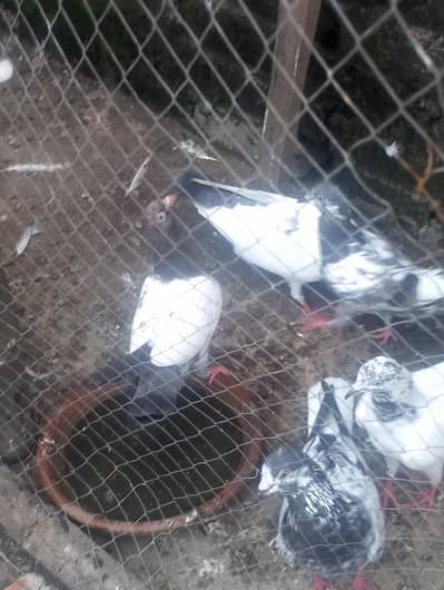 next pigeon for sale