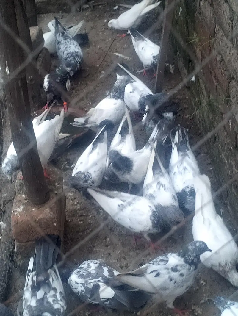 next pigeon for sale — photo 2