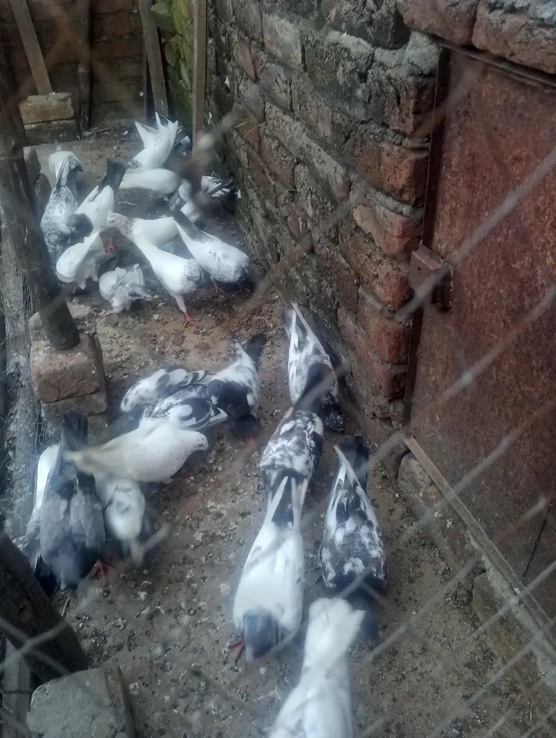 next pigeon for sale — photo 3