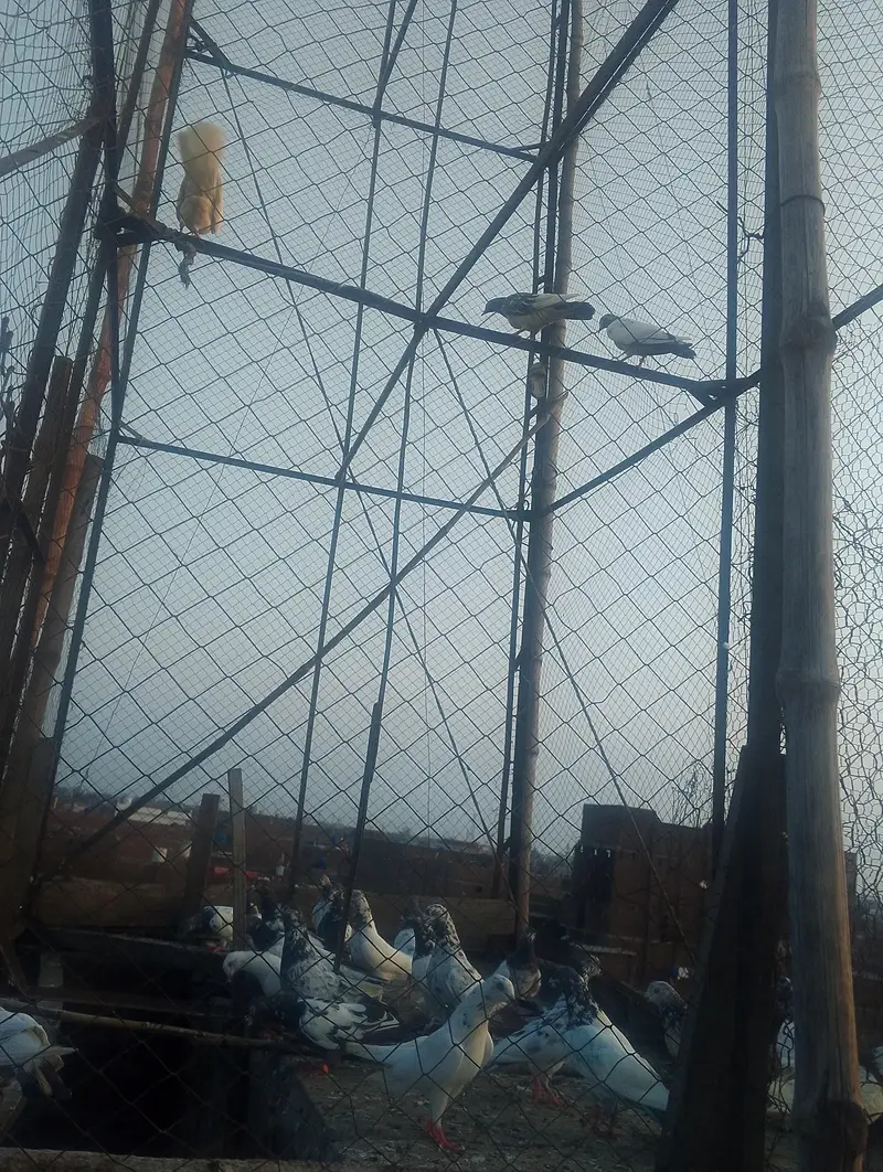 next pigeon for sale — photo 4