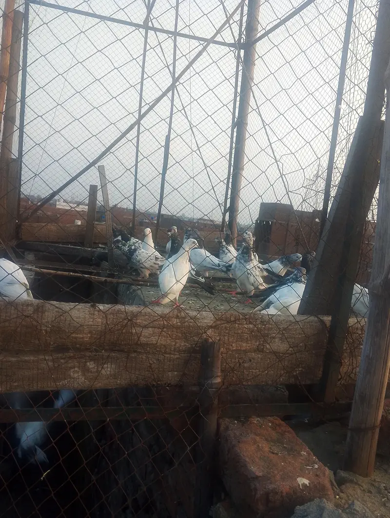 next pigeon for sale — photo 5
