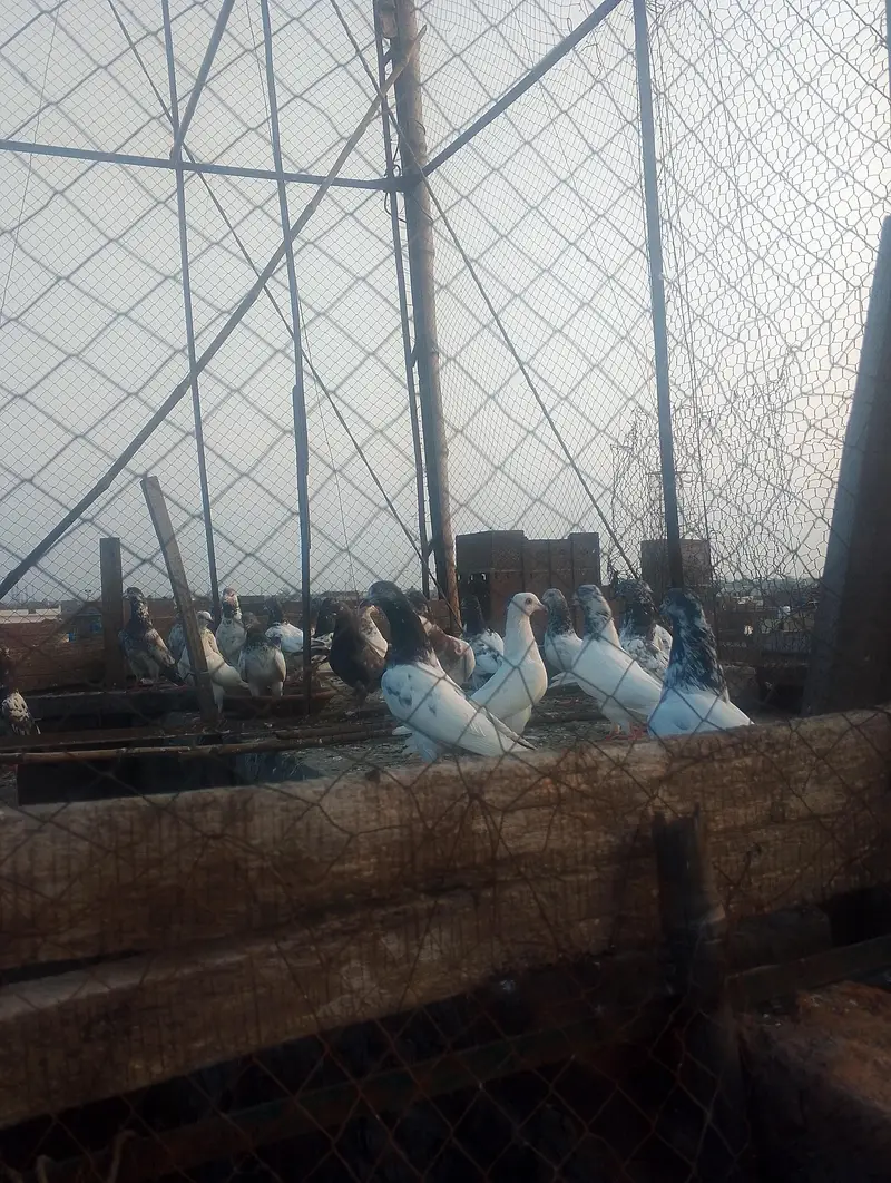 next pigeon for sale — photo 6