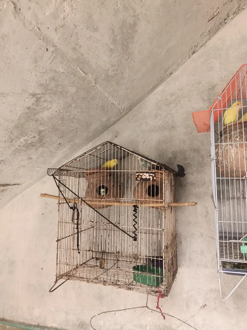 all pair active and breeder — photo 2
