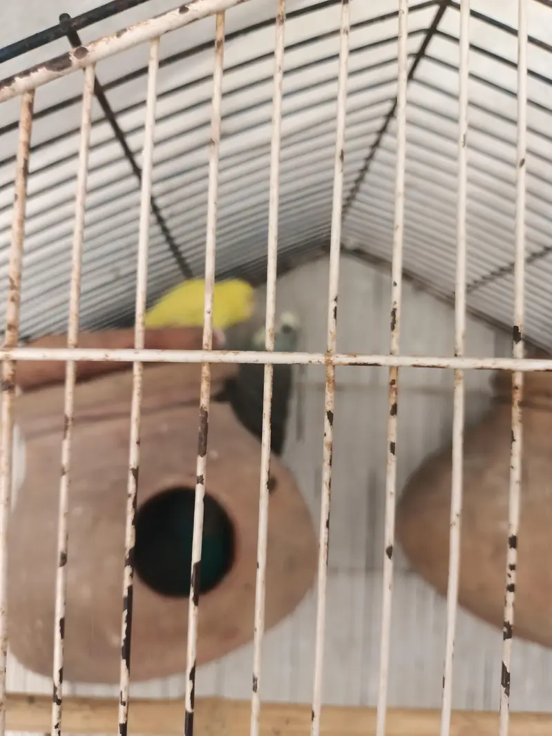 all pair active and breeder — photo 4