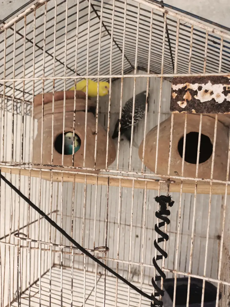 all pair active and breeder — photo 5