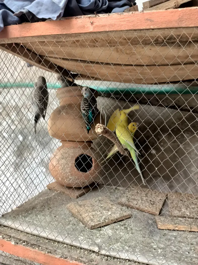 all pair active and breeder — photo 6