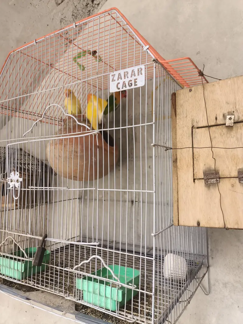 all pair active and breeder — photo 7