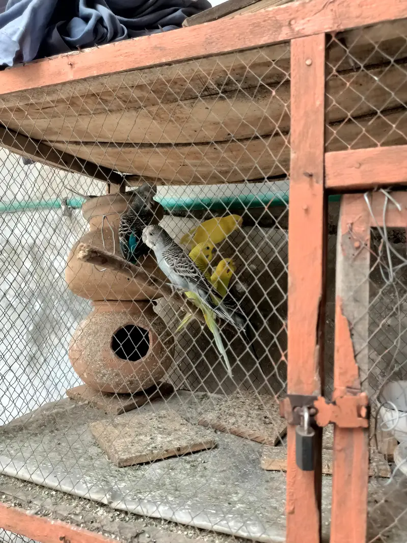 all pair active and breeder — photo 9