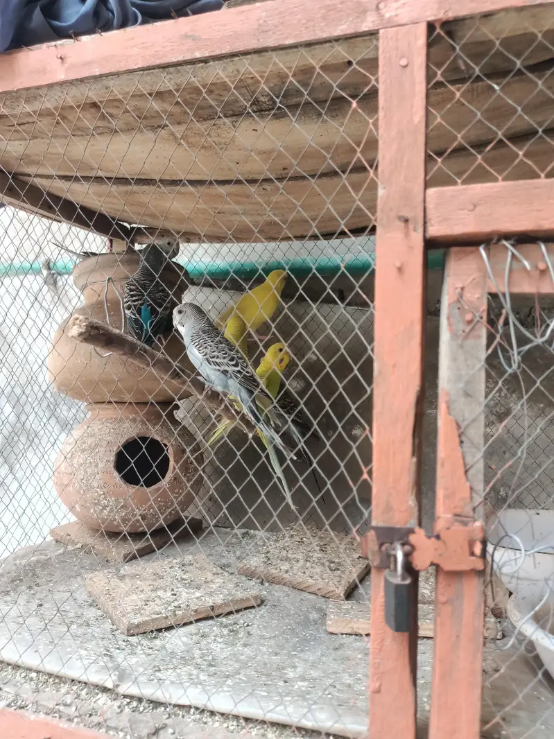 all pair active and breeder — photo 10
