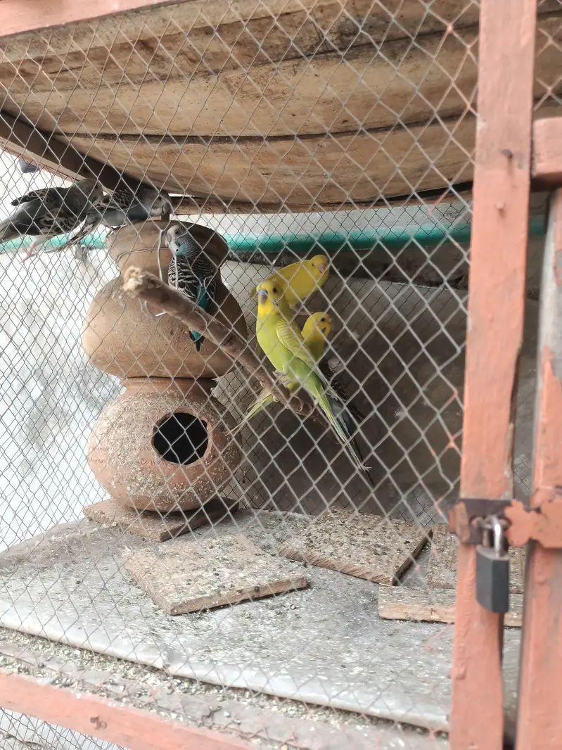 all pair active and breeder — photo 11
