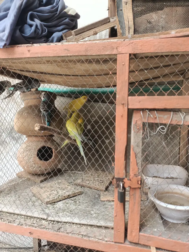 all pair active and breeder — photo 12