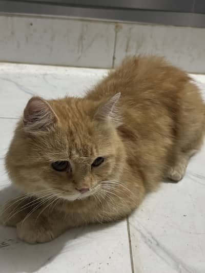 Urgent sale