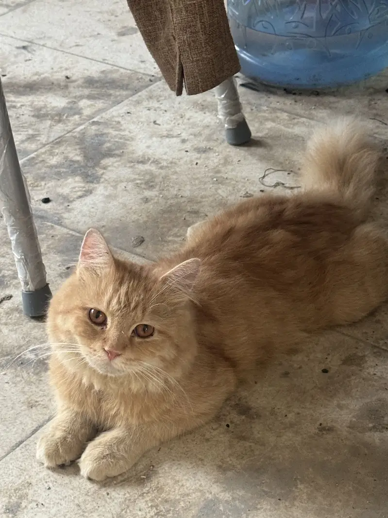 Urgent sale — photo 3