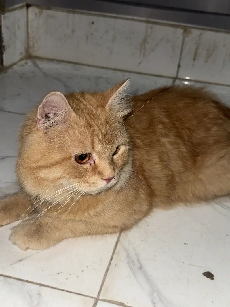 Urgent sale — photo 4